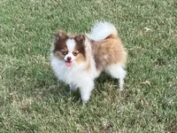 AKC Mia, a female Pomeranian for sale in Millsap, TX – Photo 6 of 7
