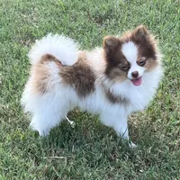 AKC Mia, a female Pomeranian for sale in Millsap, TX – Photo 1 of 7