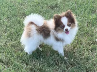 AKC Mia, a female Pomeranian for sale in Millsap, TX – Photo 1 of 7