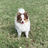 AKC Mia, a female Pomeranian for sale in Millsap, TX – Photo 5 of 7