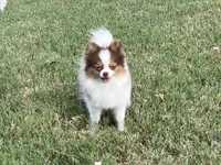 AKC Mia, a female Pomeranian for sale in Millsap, TX – Photo 5 of 7