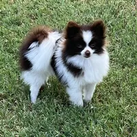 AKC Mocha, a female Pomeranian for sale in Millsap, TX – Photo 1 of 7