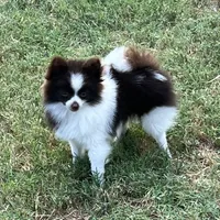 AKC Mocha, a female Pomeranian for sale in Millsap, TX – Photo 5 of 7