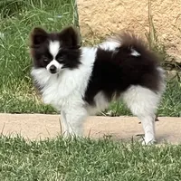 AKC Mocha, a female Pomeranian for sale in Millsap, TX – Photo 3 of 7