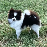 AKC Mocha, a female Pomeranian for sale in Millsap, TX – Photo 7 of 7