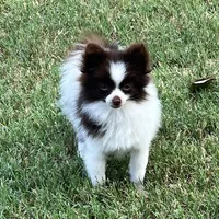 AKC Mocha, a female Pomeranian for sale in Millsap, TX – Photo 2 of 7