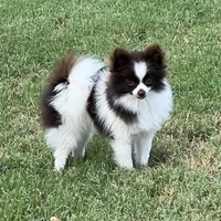 AKC Mocha, a female Pomeranian for sale in Millsap, TX – Photo 6 of 7