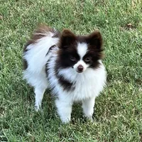 AKC Mocha, a female Pomeranian for sale in Millsap, TX – Photo 4 of 7