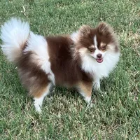 AKC Macy, a female Pomeranian for sale in Millsap, TX – Photo 3 of 7
