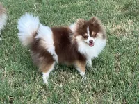 AKC Macy, a female Pomeranian for sale in Millsap, TX – Photo 3 of 7