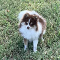 AKC Macy, a female Pomeranian for sale in Millsap, TX – Photo 2 of 7