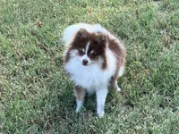AKC Macy, a female Pomeranian for sale in Millsap, TX – Photo 2 of 7