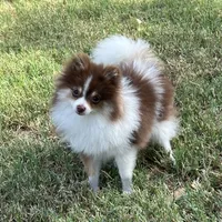 AKC Macy, a female Pomeranian for sale in Millsap, TX – Photo 4 of 7