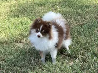 AKC Macy, a female Pomeranian for sale in Millsap, TX – Photo 4 of 7