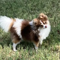 AKC Macy, a female Pomeranian for sale in Millsap, TX – Photo 6 of 7