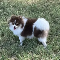 AKC Macy, a female Pomeranian for sale in Millsap, TX – Photo 1 of 7