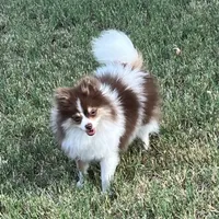 AKC Macy, a female Pomeranian for sale in Millsap, TX – Photo 7 of 7