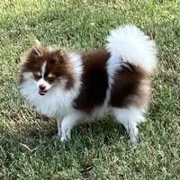 AKC Macy, a female Pomeranian for sale in Millsap, TX – Photo 5 of 7