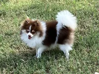 AKC Macy, a female Pomeranian for sale in Millsap, TX – Photo 5 of 7