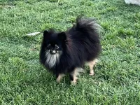 AKC Kira, a female Pomeranian for sale in Millsap, TX – Photo 4 of 5