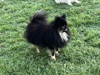 AKC Kira, a female Pomeranian for sale in Millsap, TX – Photo 3 of 5