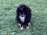 AKC Kira, a female Pomeranian for sale in Millsap, TX – Photo 2 of 5