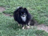 AKC Kira, a female Pomeranian for sale in Millsap, TX – Photo 1 of 5