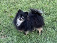 AKC Kira, a female Pomeranian for sale in Millsap, TX – Photo 5 of 5