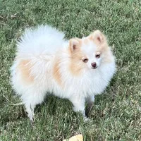 AKC Daisy, a female Pomeranian for sale in Millsap, TX – Photo 3 of 6