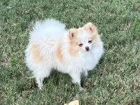 AKC Daisy, a female Pomeranian for sale in Millsap, TX – Photo 3 of 6