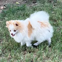 AKC Daisy, a female Pomeranian for sale in Millsap, TX – Photo 6 of 6