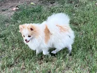 AKC Daisy, a female Pomeranian for sale in Millsap, TX – Photo 6 of 6