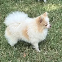 AKC Daisy, a female Pomeranian for sale in Millsap, TX – Photo 5 of 6