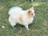 AKC Daisy, a female Pomeranian for sale in Millsap, TX – Photo 5 of 6