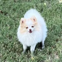 AKC Daisy, a female Pomeranian for sale in Millsap, TX – Photo 2 of 6
