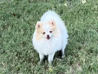 AKC Daisy, a female Pomeranian for sale in Millsap, TX – Photo 2 of 6