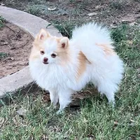 AKC Daisy, a female Pomeranian for sale in Millsap, TX – Photo 1 of 6