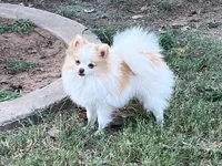 AKC Daisy, a female Pomeranian for sale in Millsap, TX – Photo 1 of 6