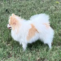 AKC Daisy, a female Pomeranian for sale in Millsap, TX – Photo 4 of 6