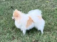 AKC Daisy, a female Pomeranian for sale in Millsap, TX – Photo 4 of 6