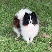 AKC Chuckles, a male Pomeranian for sale in Millsap, TX – Photo 2 of 2