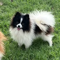 AKC Chuckles, a male Pomeranian for sale in Millsap, TX – Photo 1 of 2