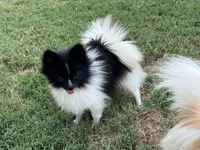 AKC Taffy, a female Pomeranian for sale in Millsap, TX – Photo 7 of 8