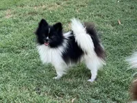 AKC Taffy, a female Pomeranian for sale in Millsap, TX – Photo 6 of 8