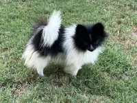 AKC Taffy, a female Pomeranian for sale in Millsap, TX – Photo 8 of 8