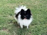 AKC Taffy, a female Pomeranian for sale in Millsap, TX – Photo 2 of 8