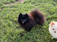 AKC Kiko, a female Pomeranian for sale in Millsap, TX – Photo 5 of 6