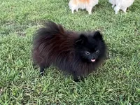 AKC Kiko, a female Pomeranian for sale in Millsap, TX – Photo 6 of 6