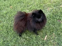 AKC Kiko, a female Pomeranian for sale in Millsap, TX – Photo 1 of 6