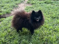 AKC Kiko, a female Pomeranian for sale in Millsap, TX – Photo 4 of 6